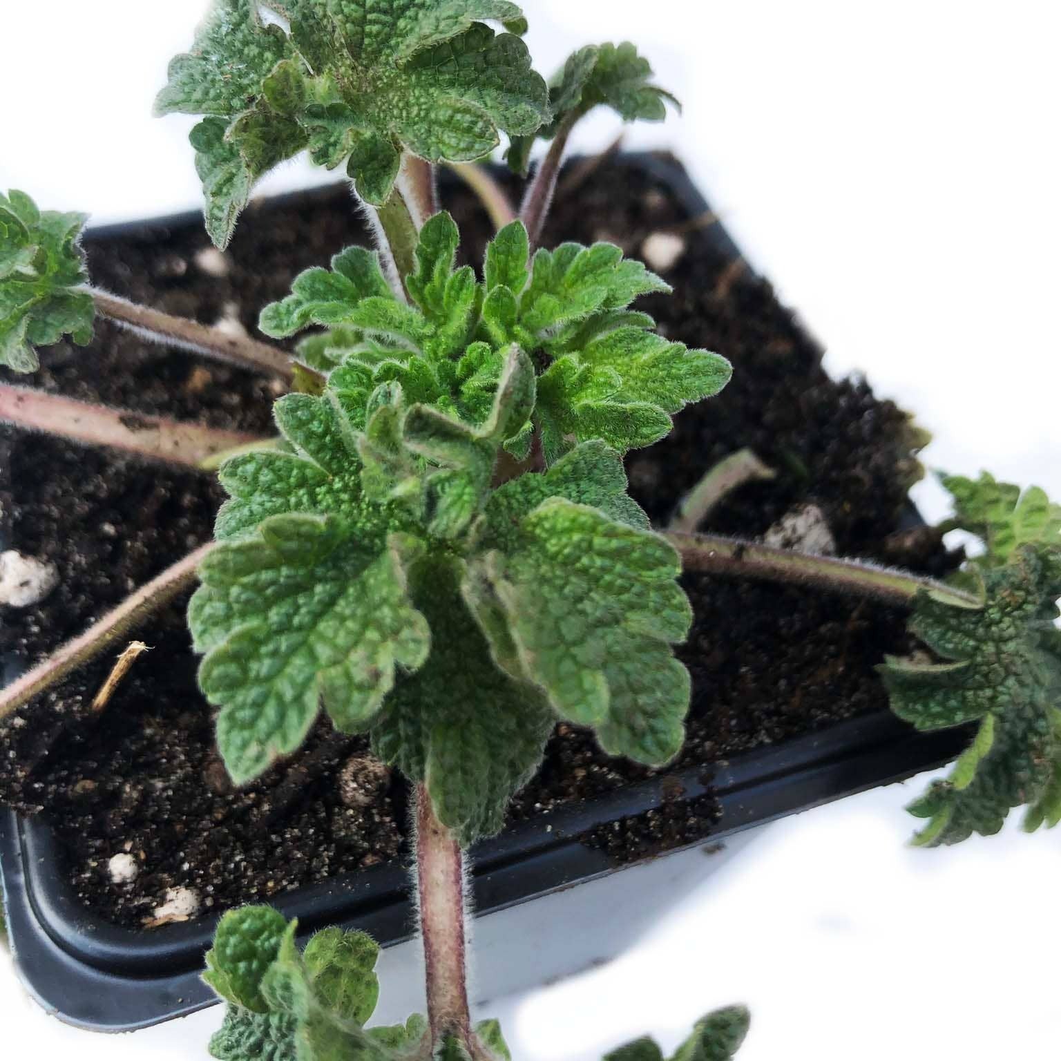 Smoke Camp Crafts ORGANIC Motherwort Plant, (Leonurus cardiaca) 2
